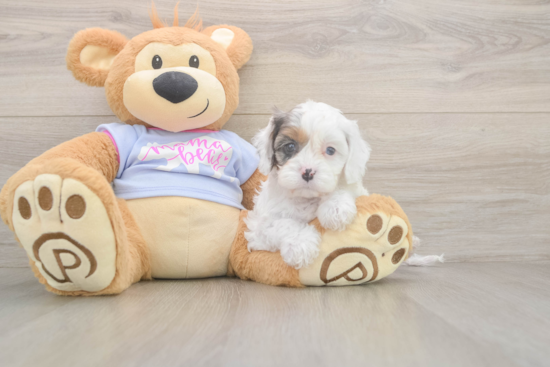 Petite Cavapoo Poodle Mix Pup