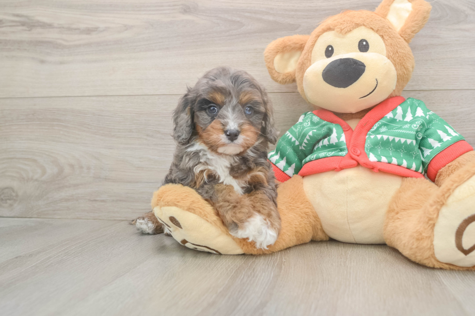 Cavapoo Puppy for Adoption