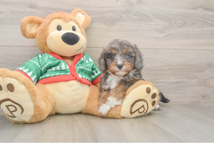 Cavapoo Puppy for Adoption