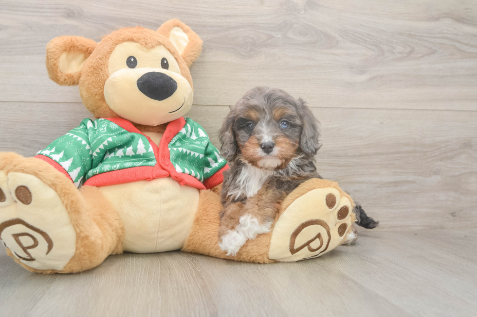 Cavapoo Puppy for Adoption