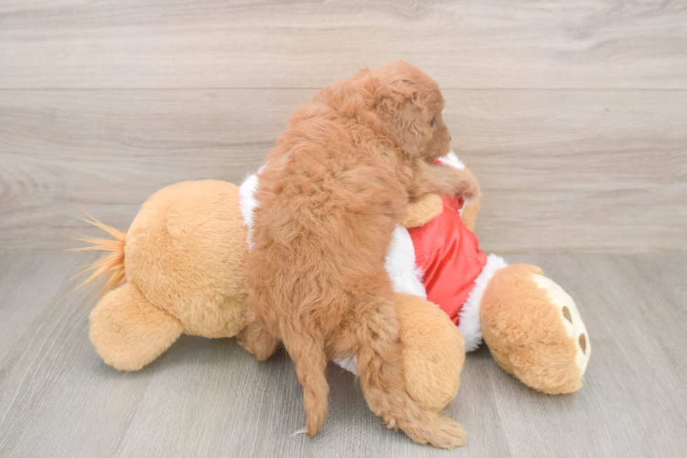 Adorable Cavalier King Charles Spaniel and Poodle Mix Poodle Mix Puppy