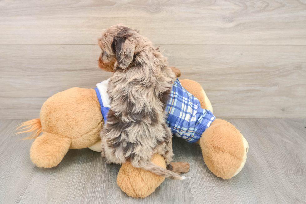 Cavapoo Pup Being Cute