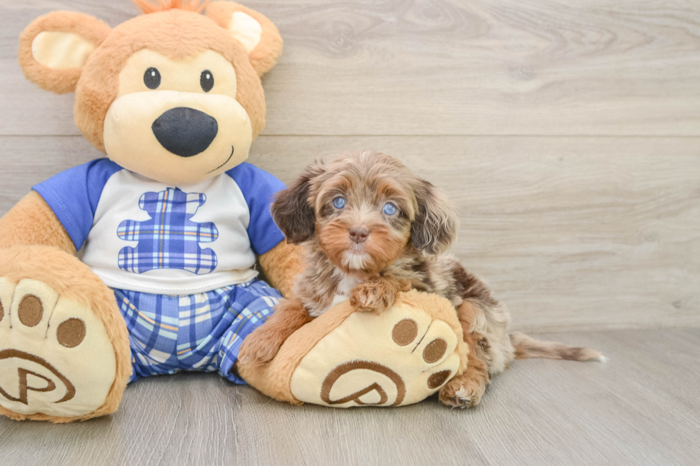 Cavapoo Pup Being Cute