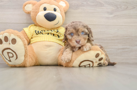 DARIA, a Cavapoo littermate