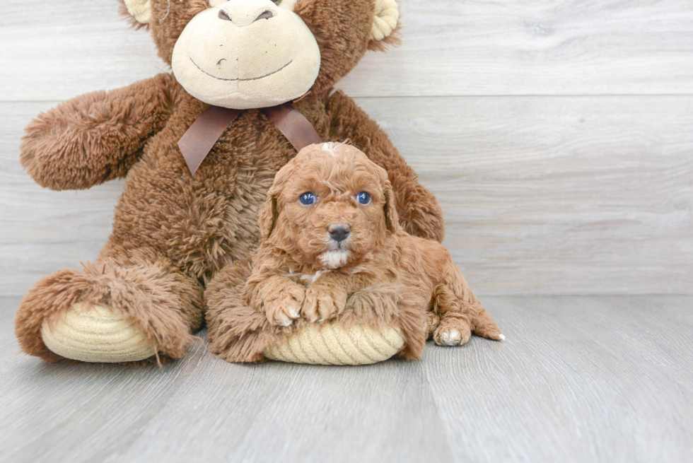 Smart Cavapoo Poodle Mix Pup