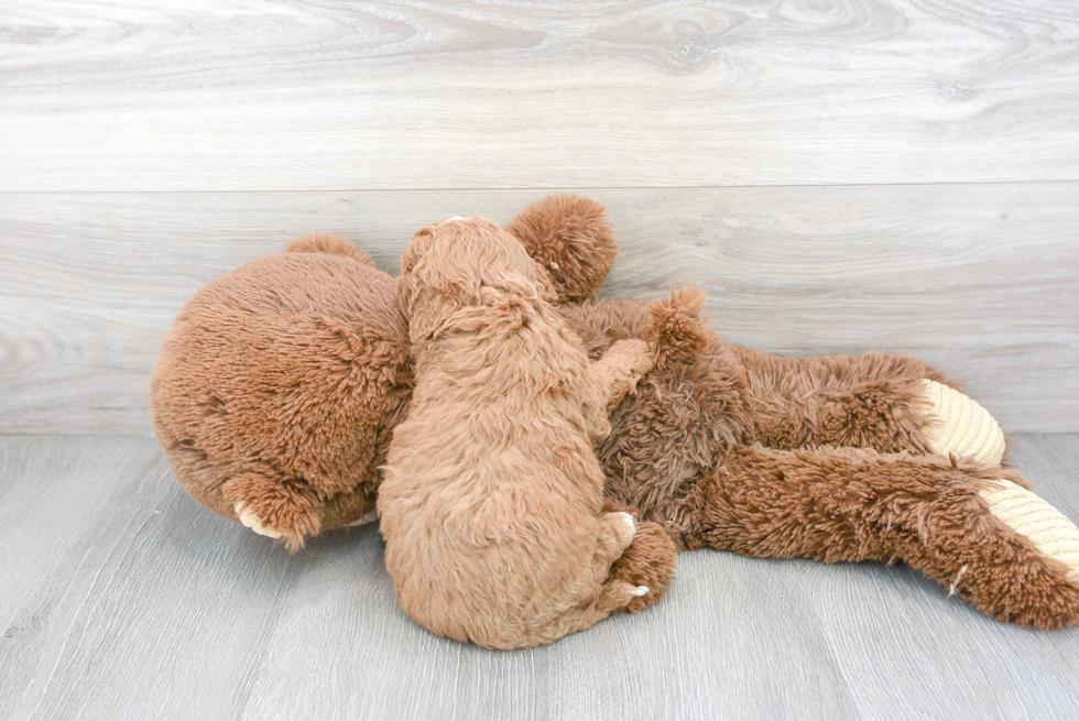Cavapoo Pup Being Cute