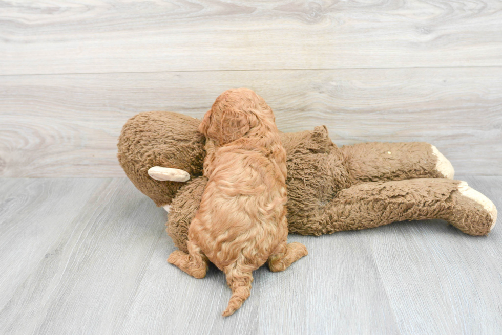 Cavapoo Puppy for Adoption