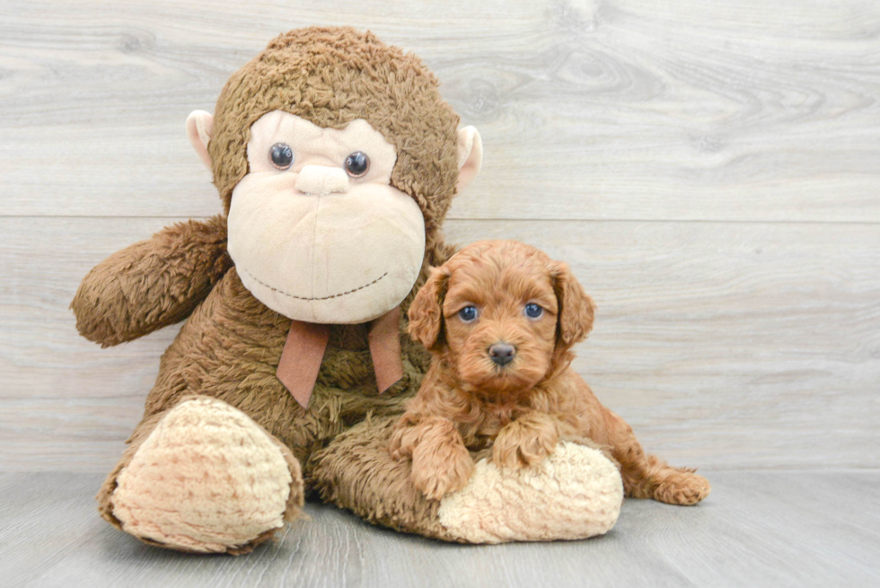 Best Cavapoo Baby