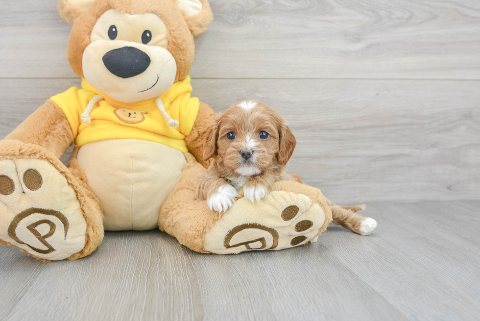Petite Cavapoo Poodle Mix Pup