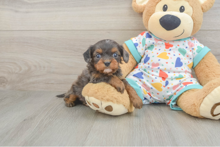 Cavapoo Pup Being Cute