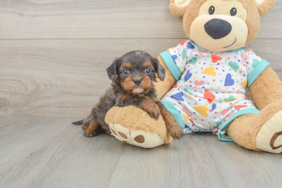 Cavapoo Pup Being Cute