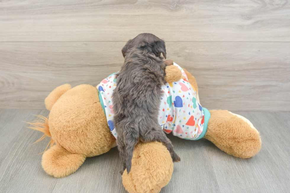 Cavapoo Puppy for Adoption