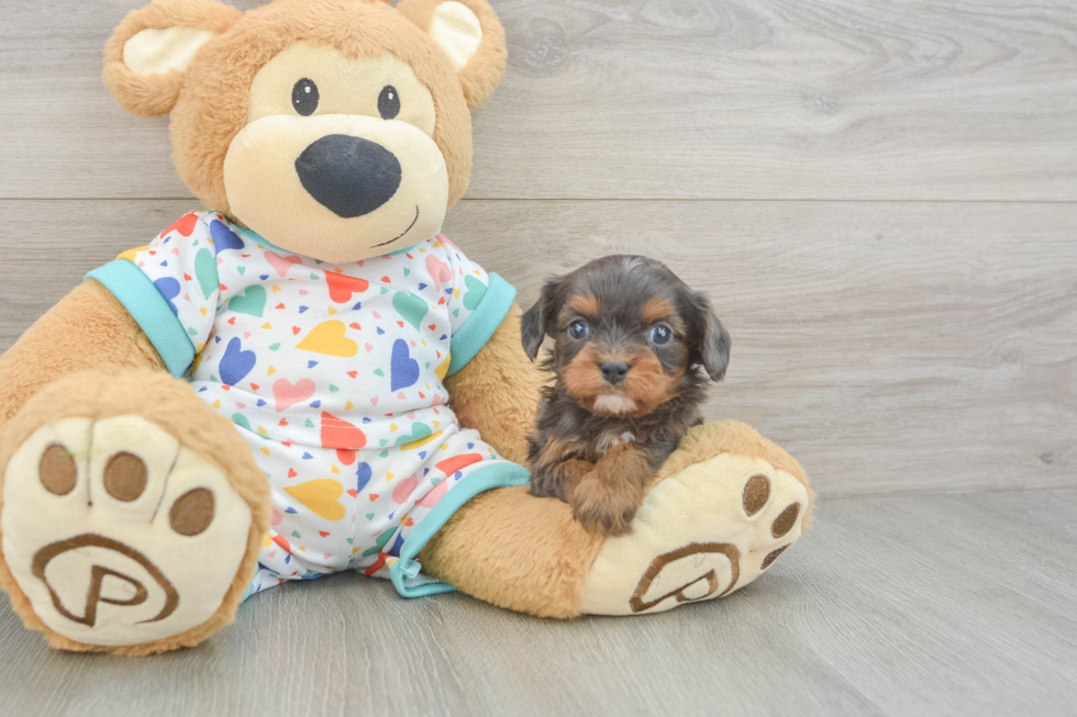 Cavapoo Pup Being Cute