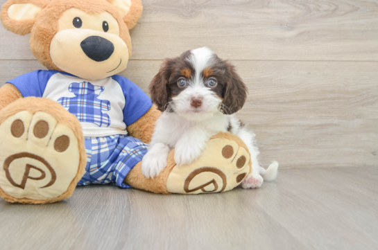 DILLY, a Cavapoo littermate
