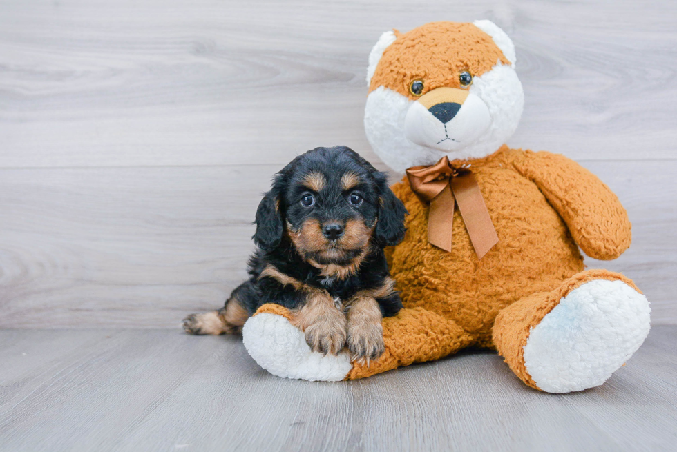 Cavapoo Pup Being Cute