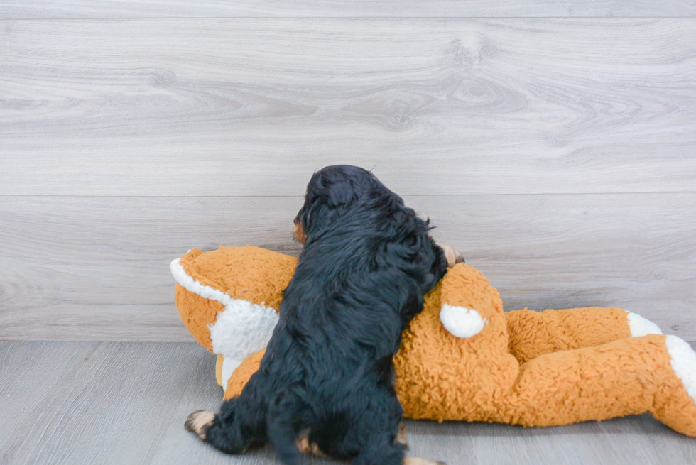 Popular Cavapoo Poodle Mix Pup