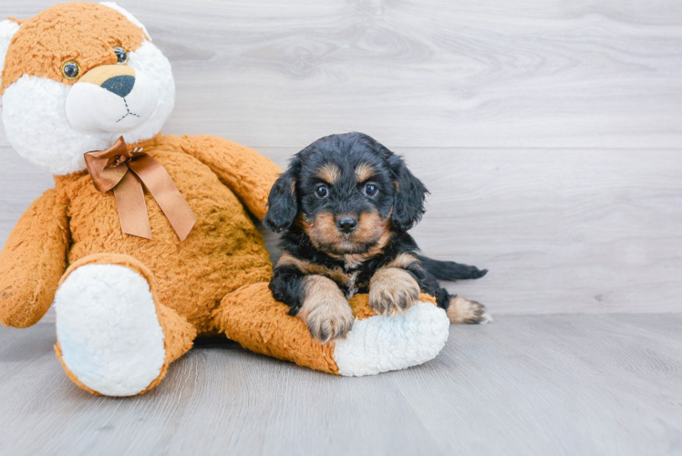 Small Cavapoo Baby