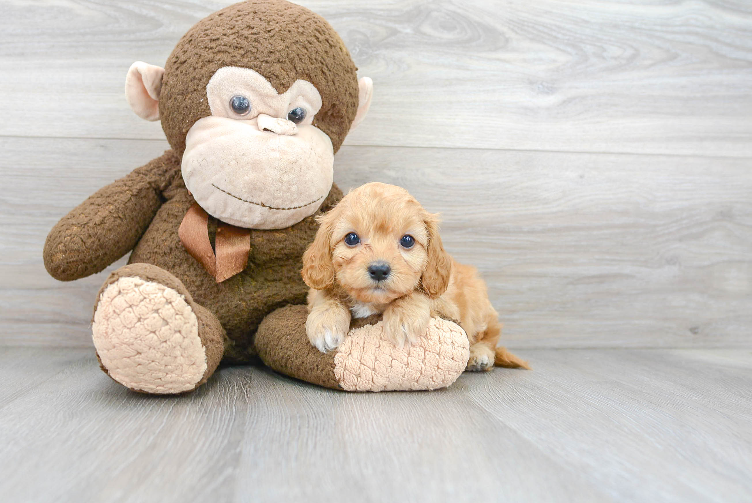 Cavapoo Puppy for Adoption