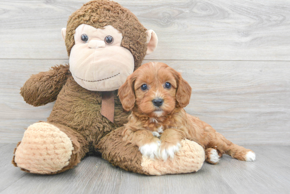 Small Cavapoo Baby