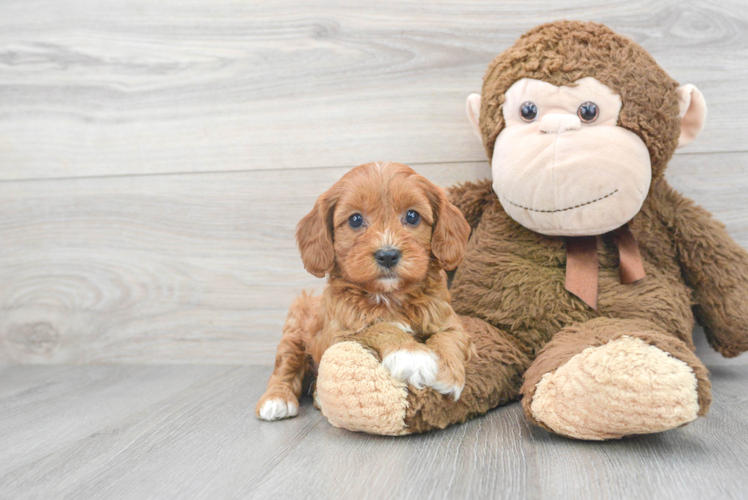 Cavapoo Pup Being Cute