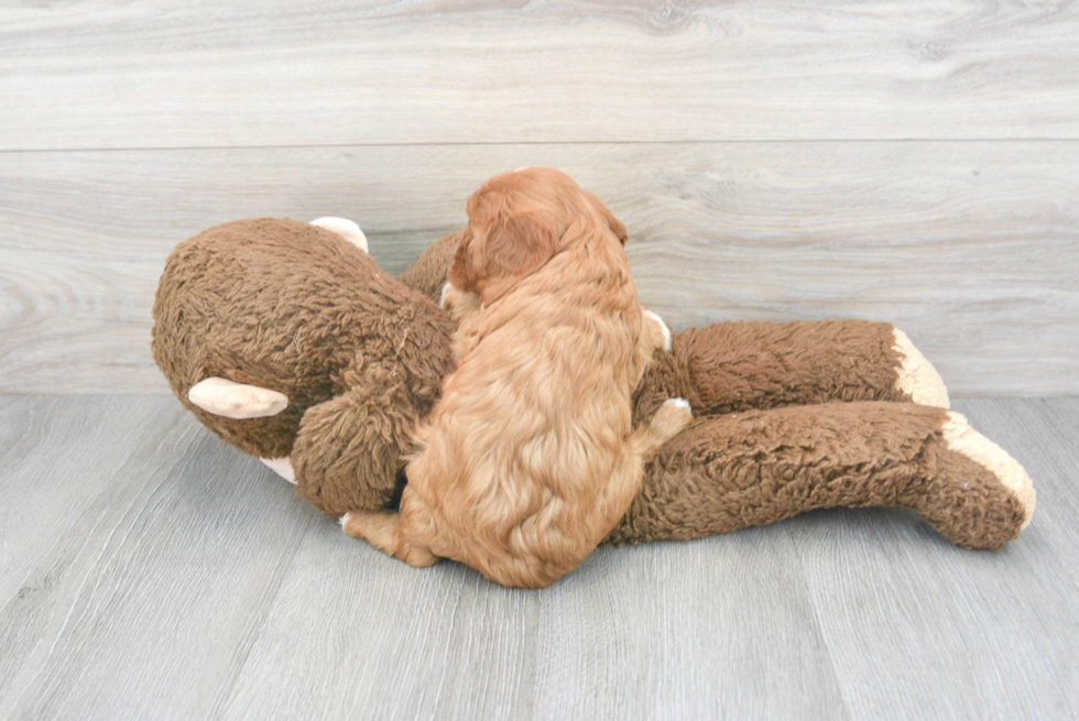 Cavapoo Pup Being Cute