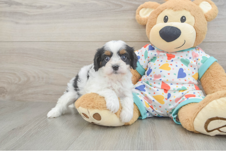 Friendly Cavapoo Baby