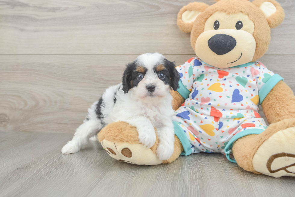 Friendly Cavapoo Baby