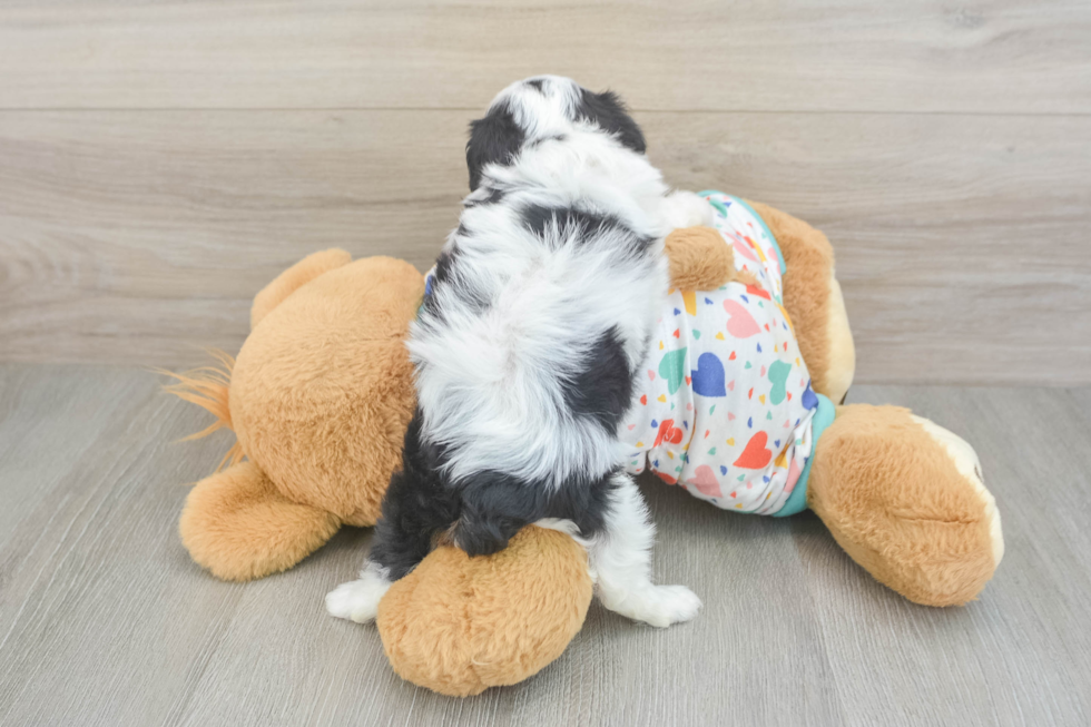 Cavapoo Puppy for Adoption