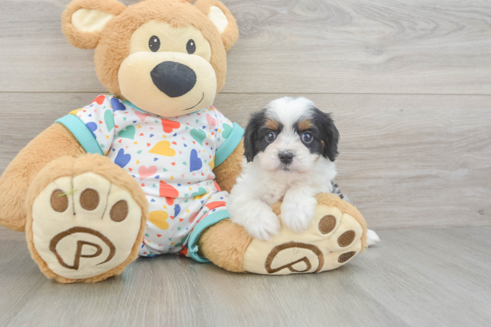 Adorable Cavalier King Charles Spaniel and Poodle Mix Poodle Mix Puppy