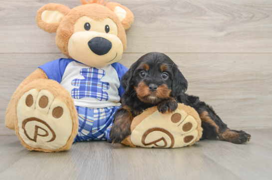 DODIE, a Cavapoo littermate