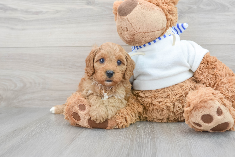 Sweet Cavapoo Baby