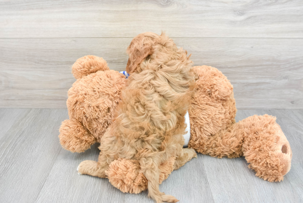 Cavapoo Pup Being Cute