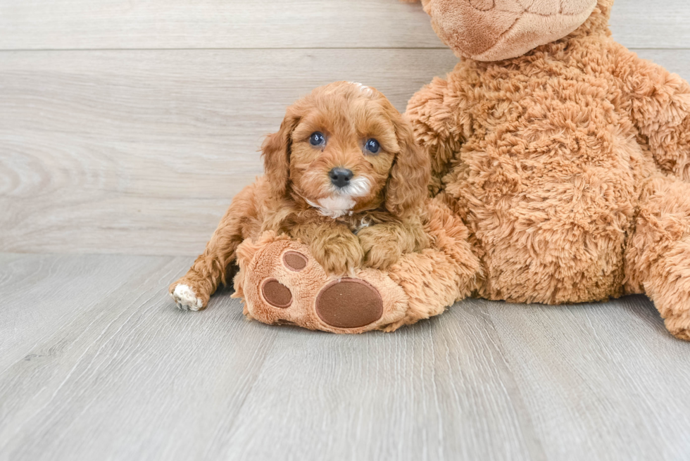 Adorable Cavoodle Poodle Mix Puppy
