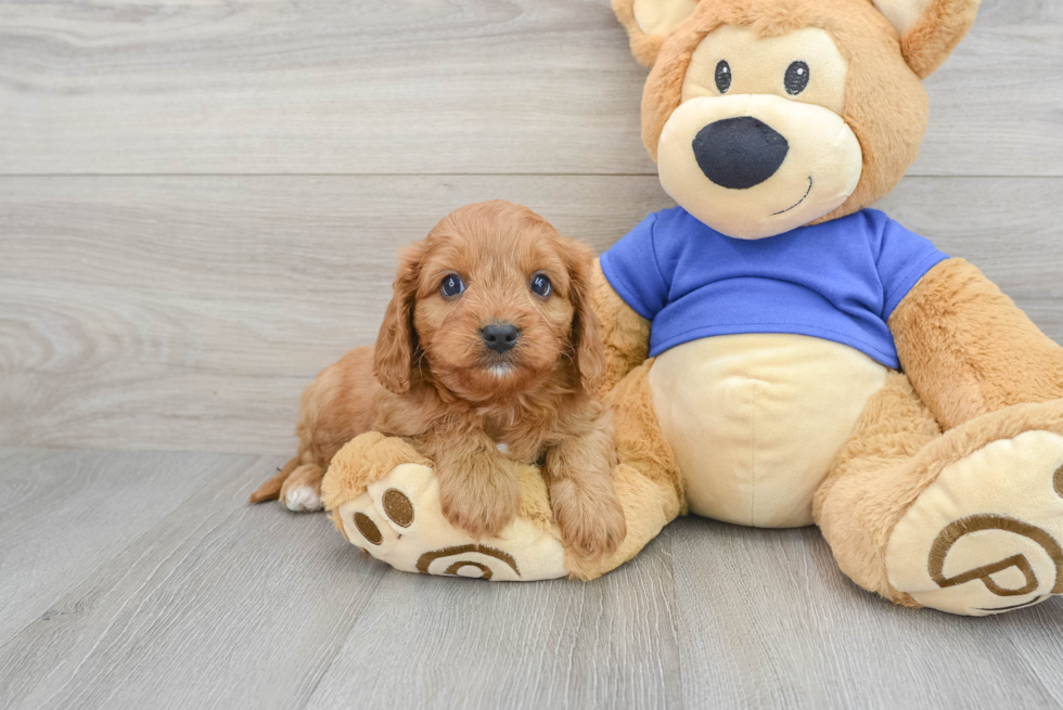Best Cavapoo Baby