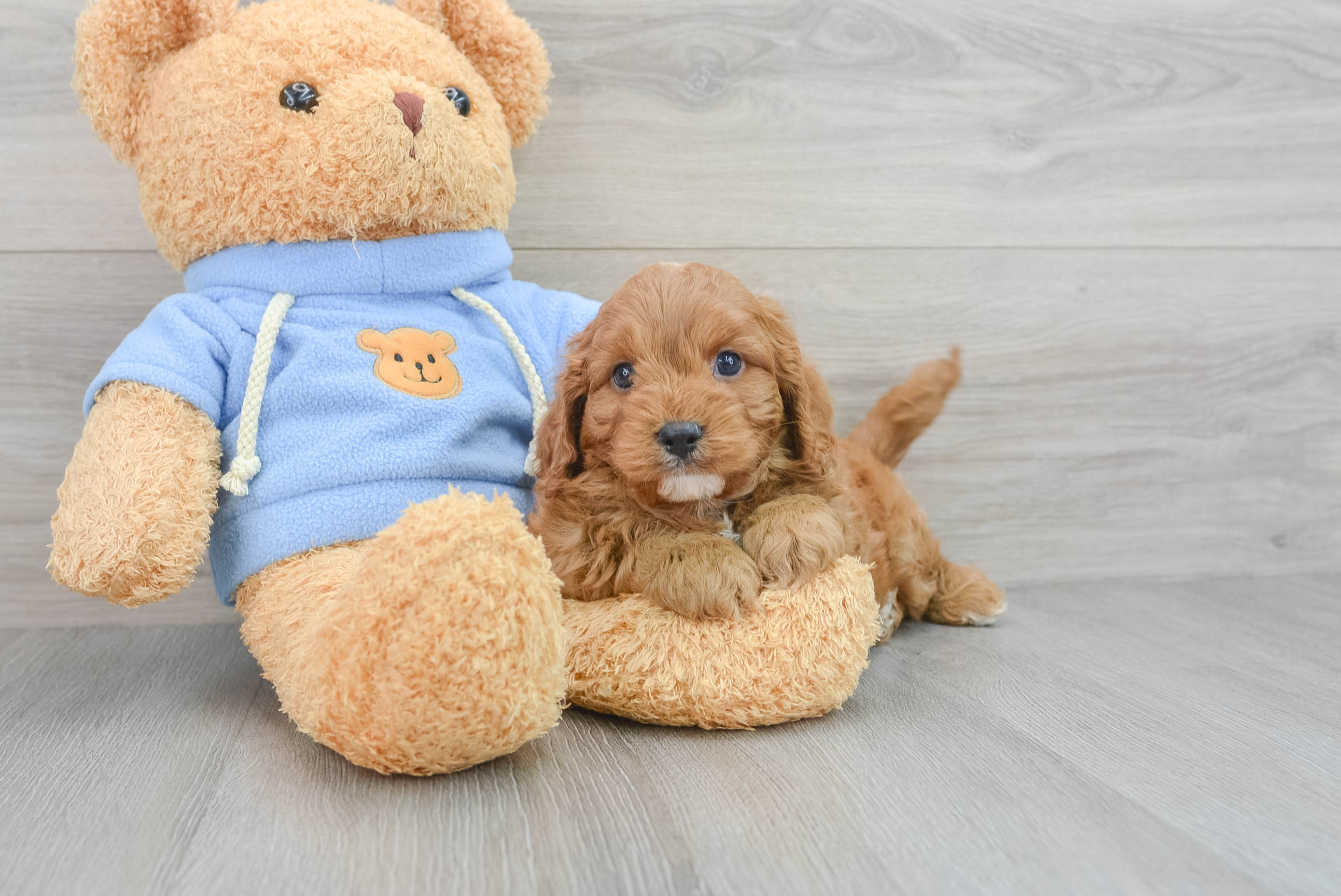 Cavapoo Puppy for Adoption
