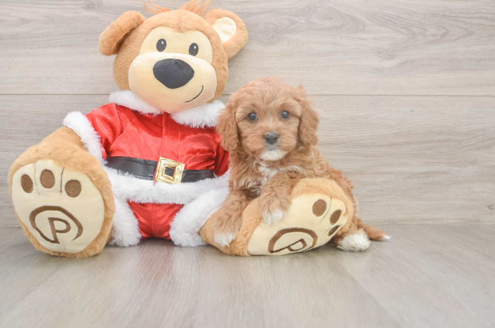 6 week old Cavapoo Puppy For Sale - Premier Pups