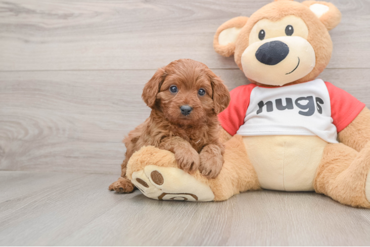 Cavapoo Puppy for Adoption