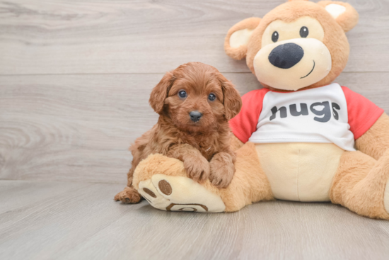 Cavapoo Puppy for Adoption