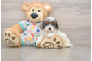 Best Cavapoo Baby