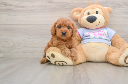 DONNIE, a Cavapoo littermate