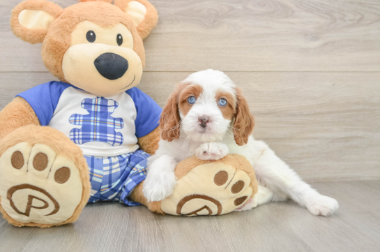DONNIE, a Cavapoo littermate
