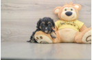 Best Cavapoo Baby