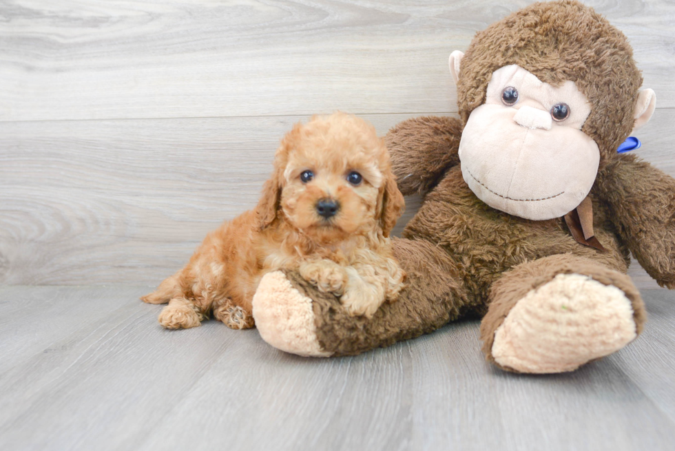 Fluffy Cavapoo Poodle Mix Pup