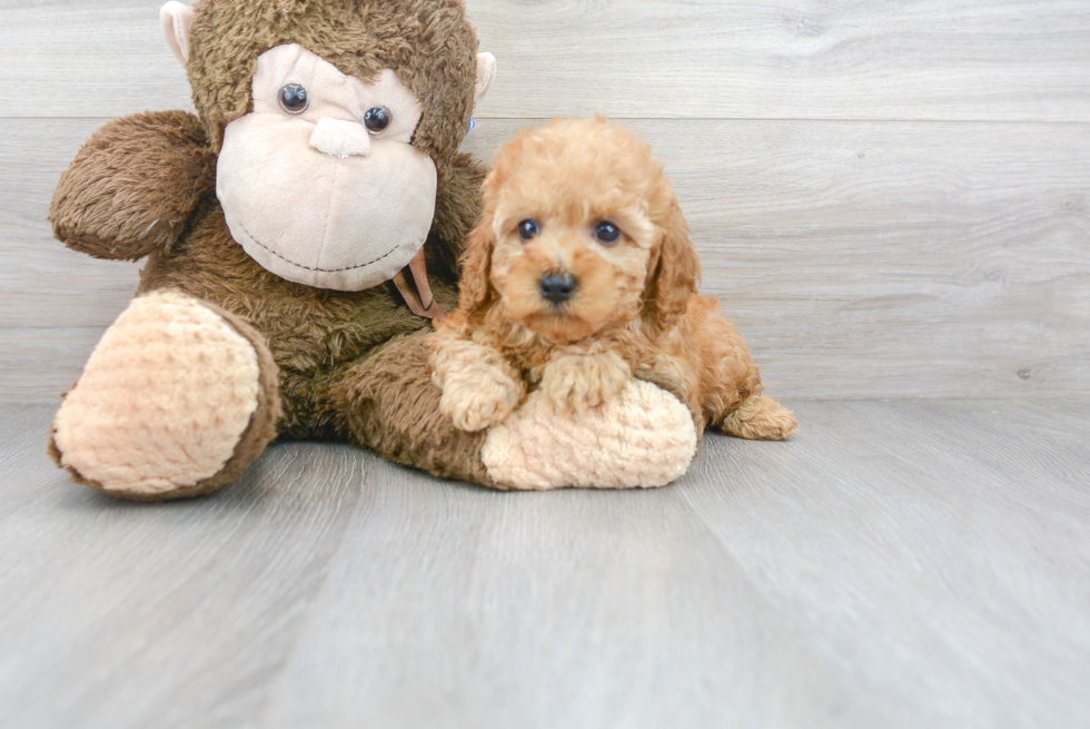 Cavapoo Puppy for Adoption