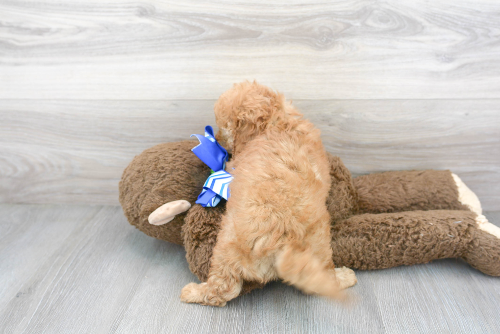 Cavapoo Pup Being Cute