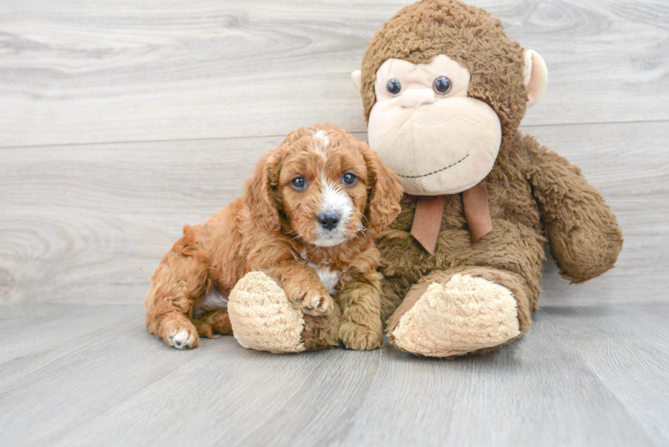 Cute Cavapoo Baby