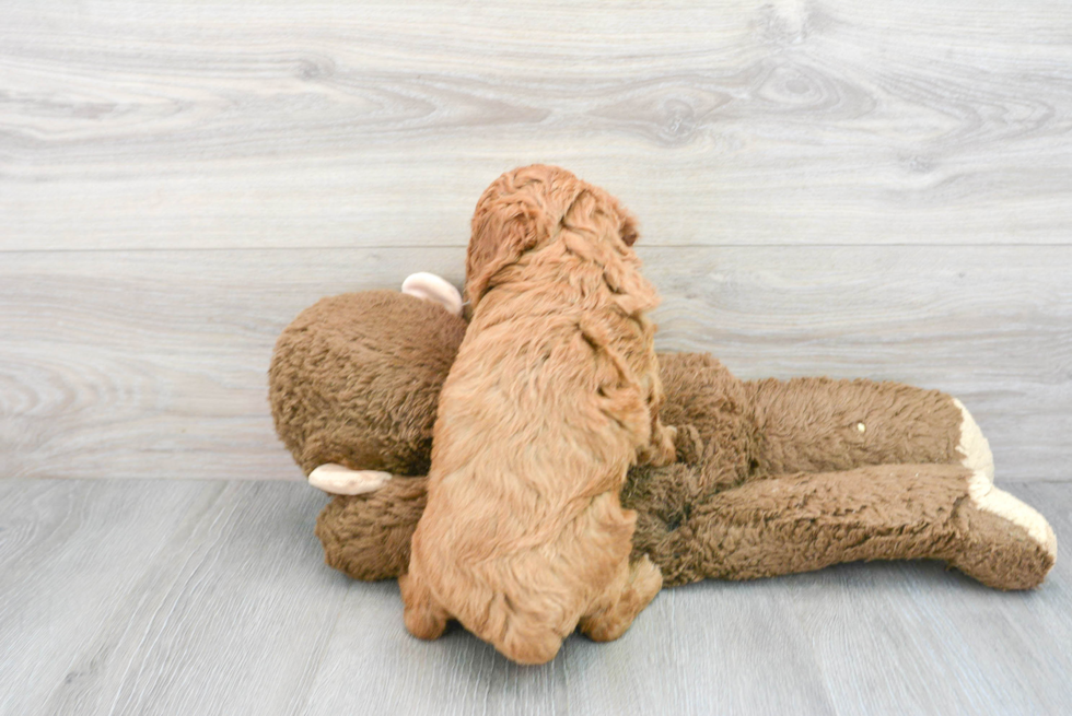 Funny Cavapoo Poodle Mix Pup