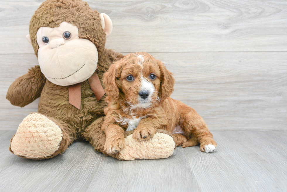 Sweet Cavapoo Baby