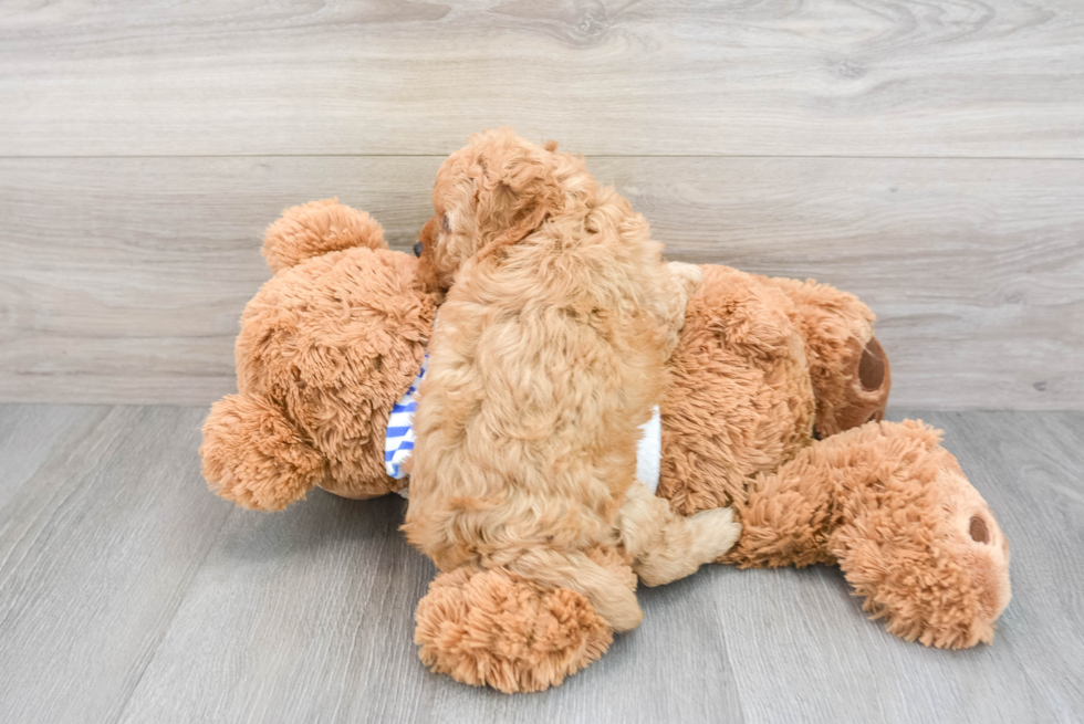 Playful Cavoodle Poodle Mix Puppy