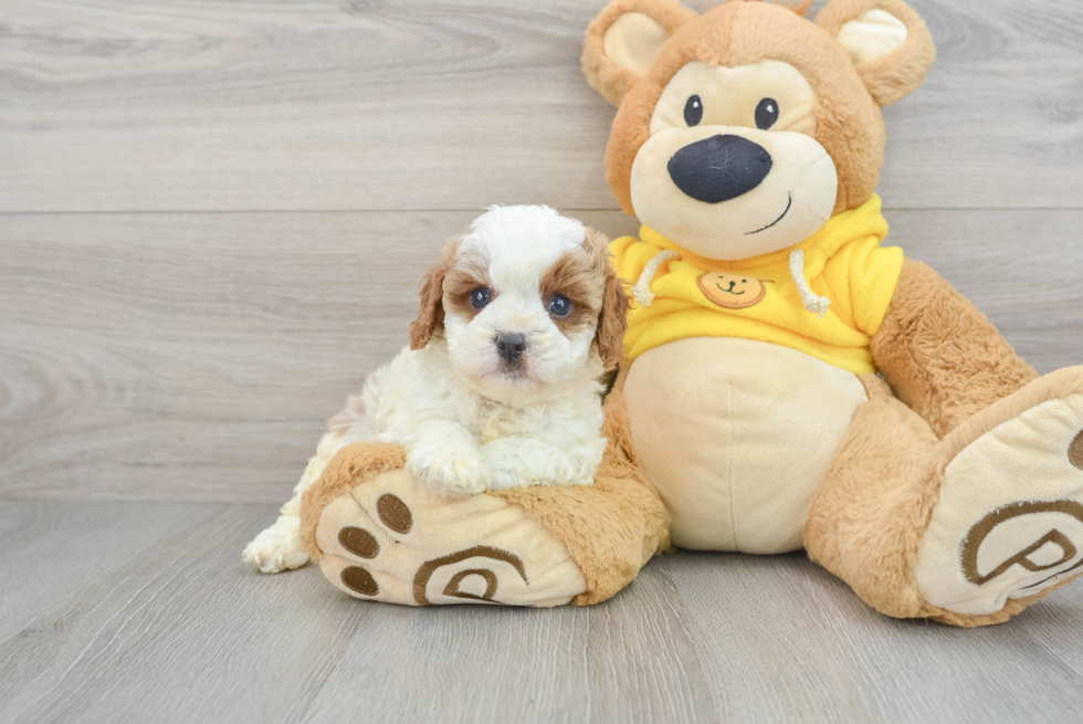Cavapoo Puppy for Adoption